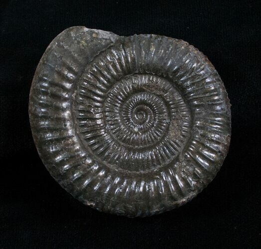 Inch Dactylioceras Ammonite - Great Britain #4363